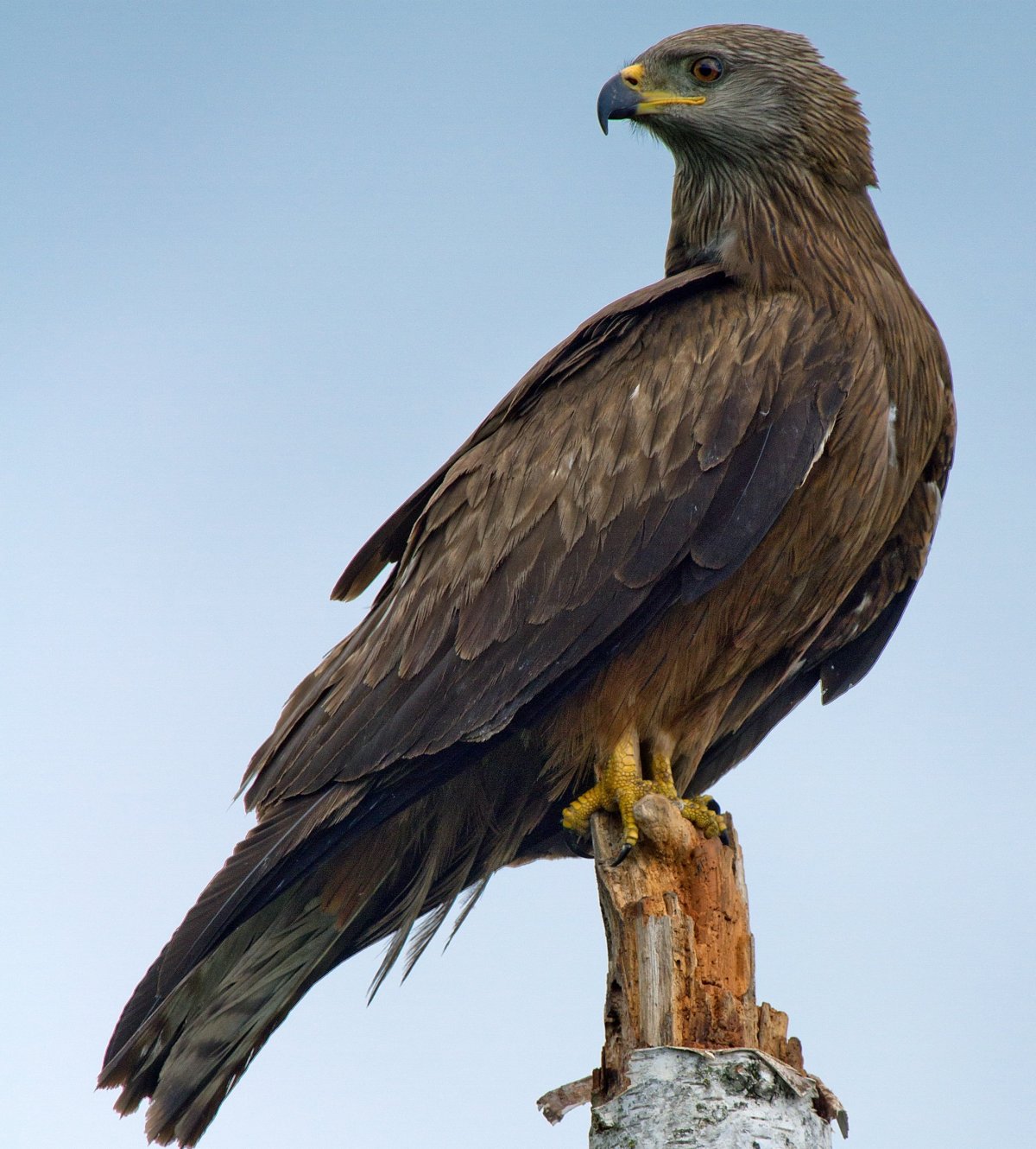 Хищные Сокол орёл ястреб