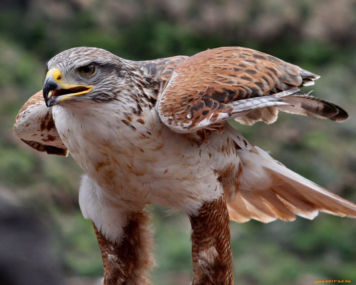 Ястребиный Орел