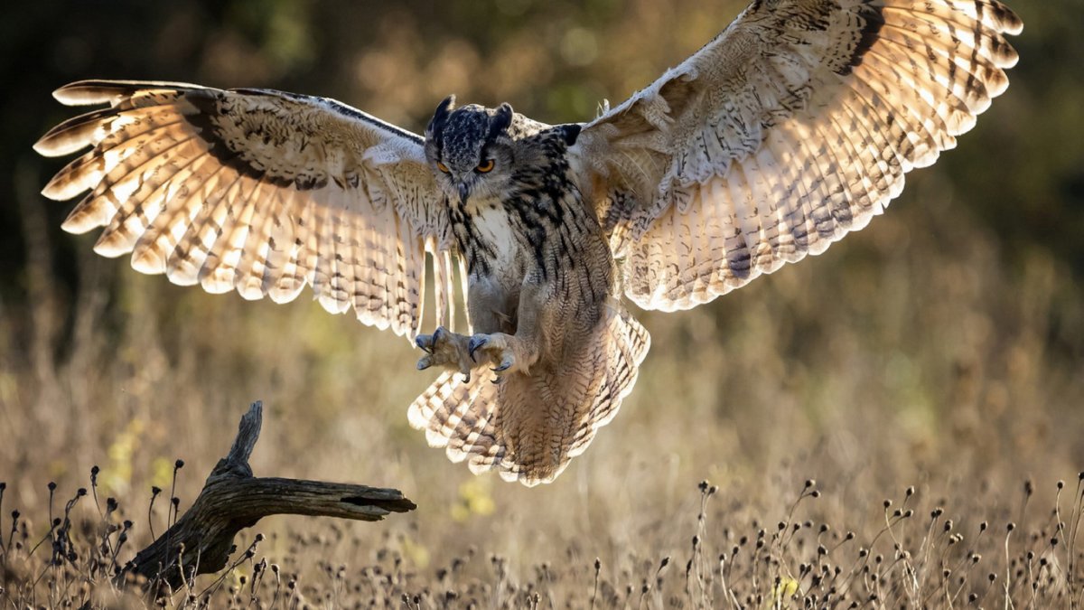 Филин птица