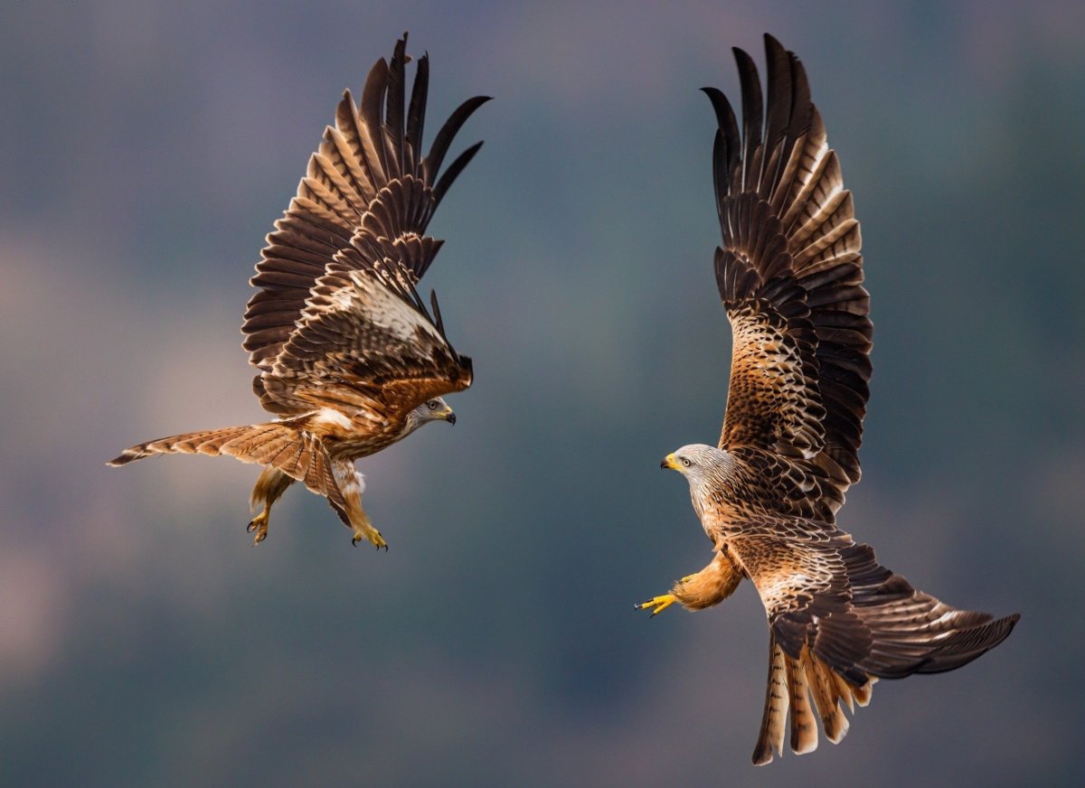 Ястреб канюк