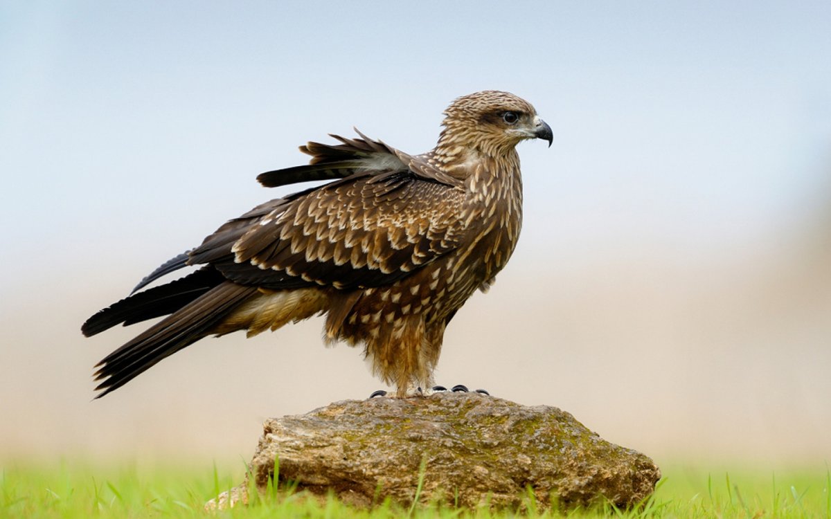 Птицы орёл Коршун Беркут Сокол