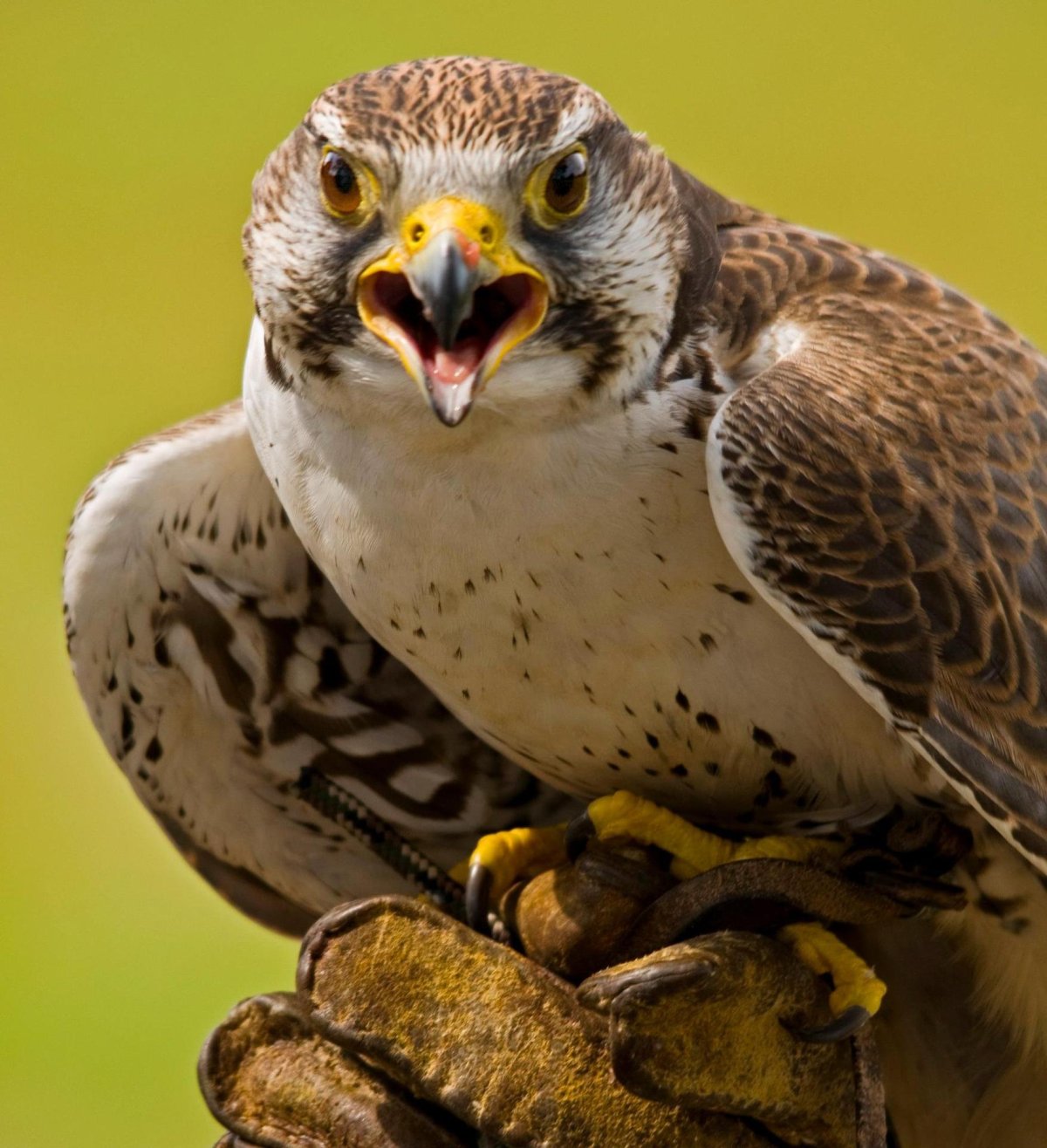 Беркут и Орлан