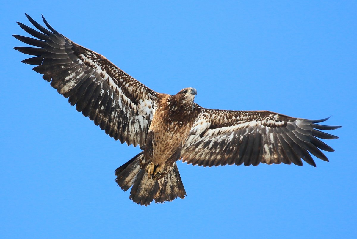 Ястреб в Карелии тетеревятник