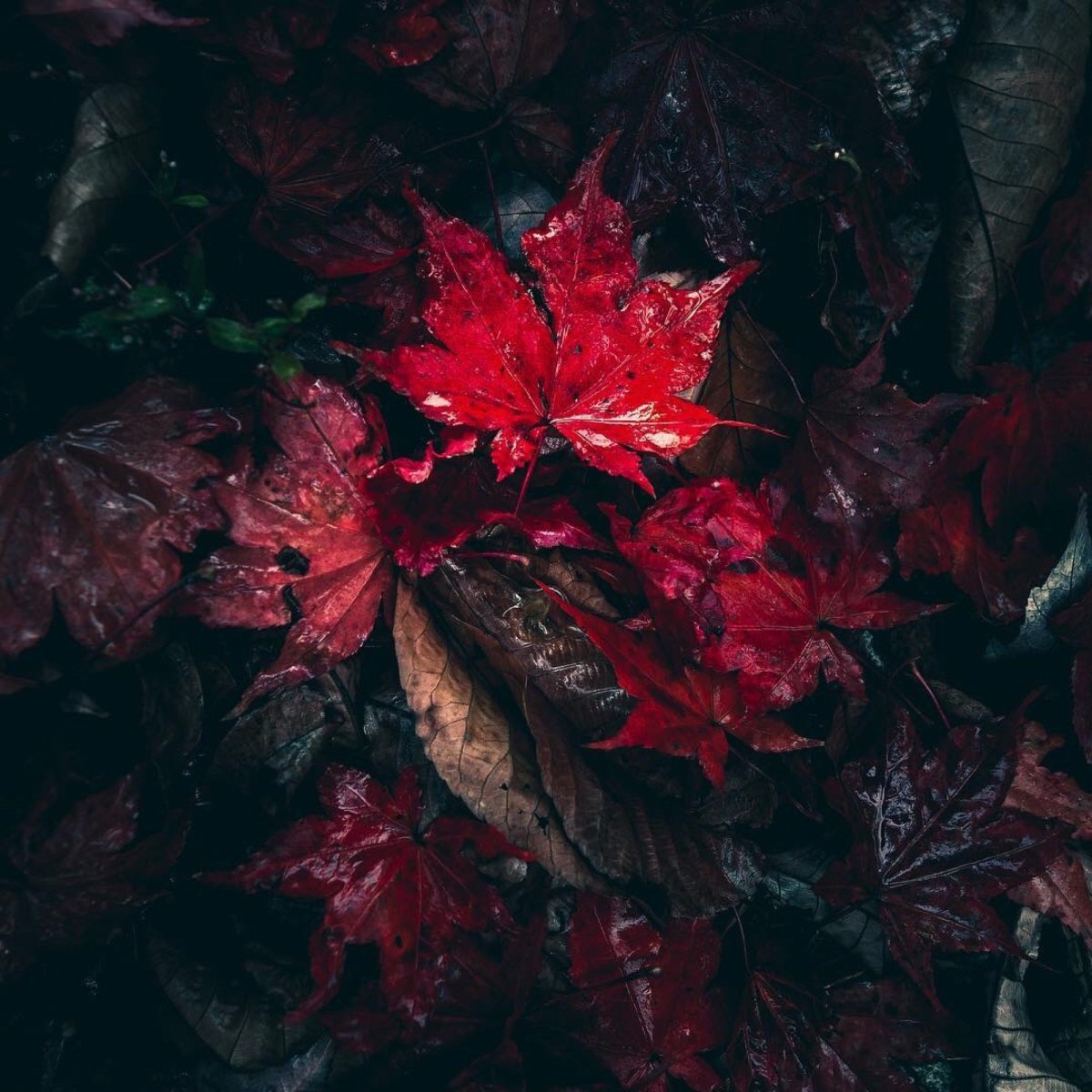 Эстетика красного и белого цвета