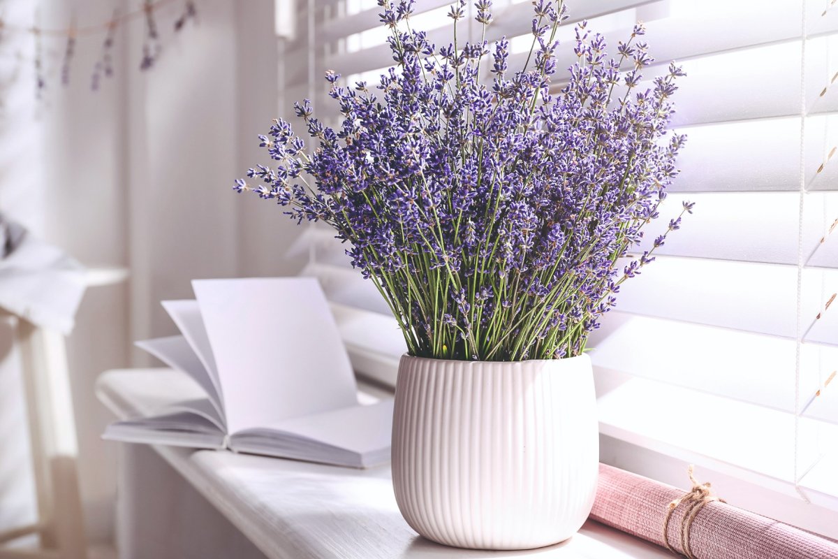 Французская Лаванда на подоконнике