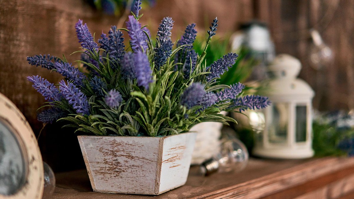 Лаванда в горшке Эстетика