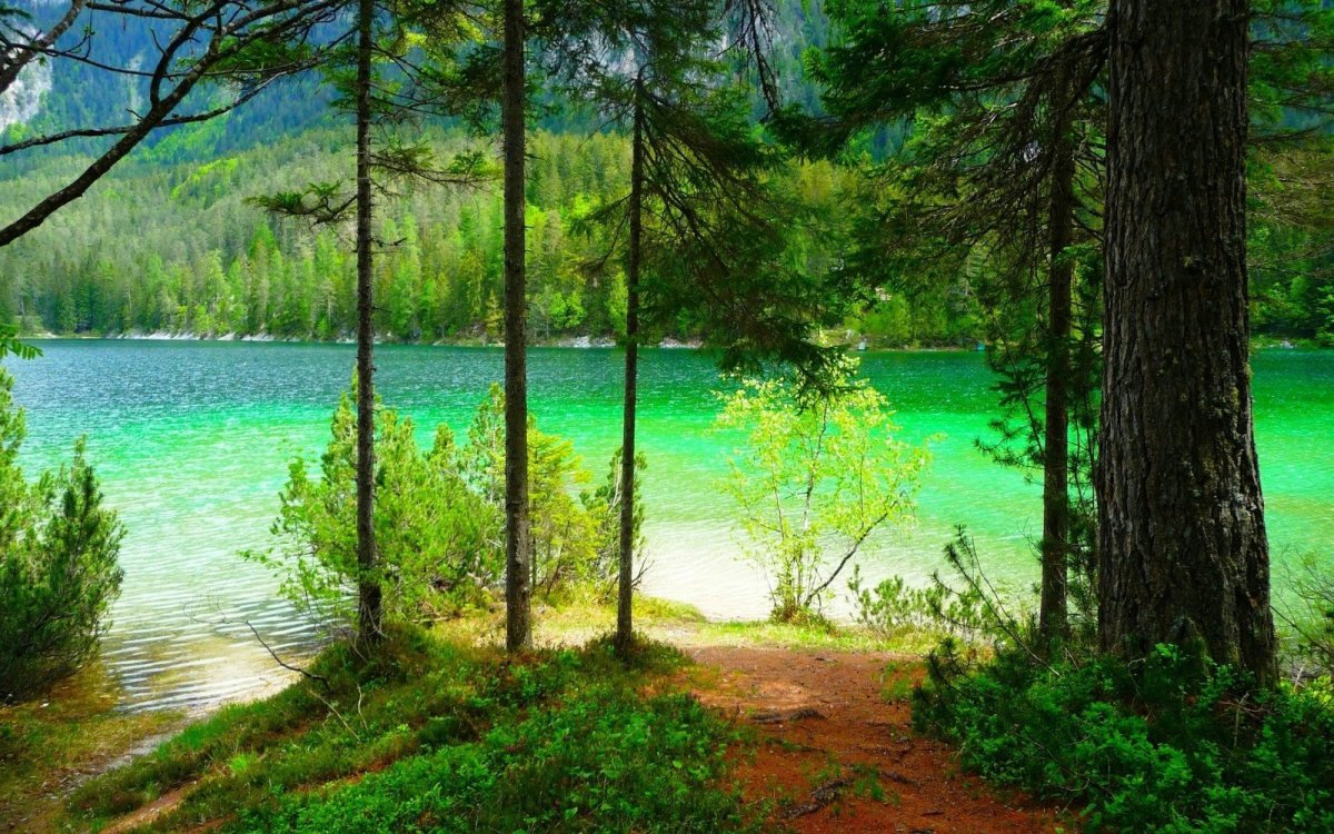 Пейзаж озеро в лесу