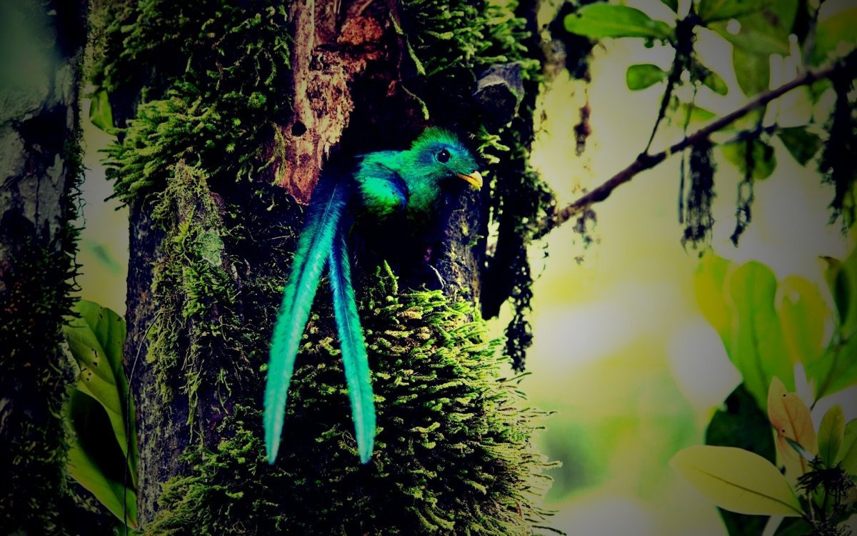 CITYART Райская птичка зеленая