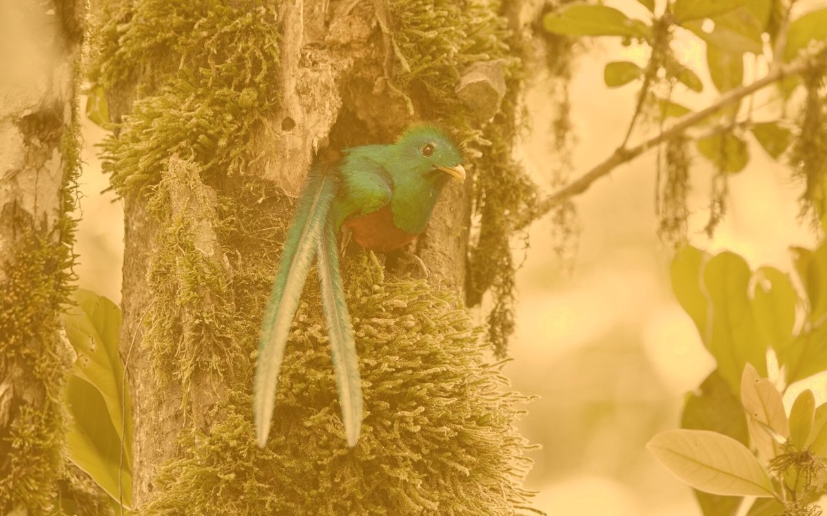 Райская мухоловка