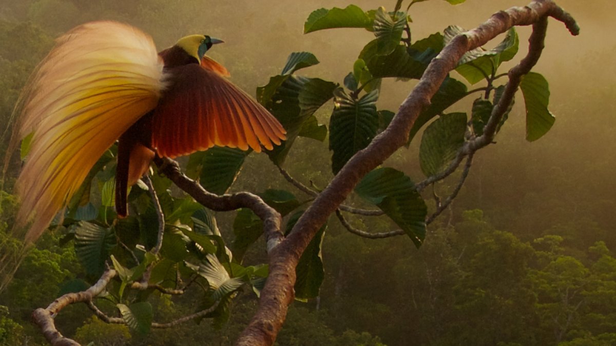 Балийская райская птица