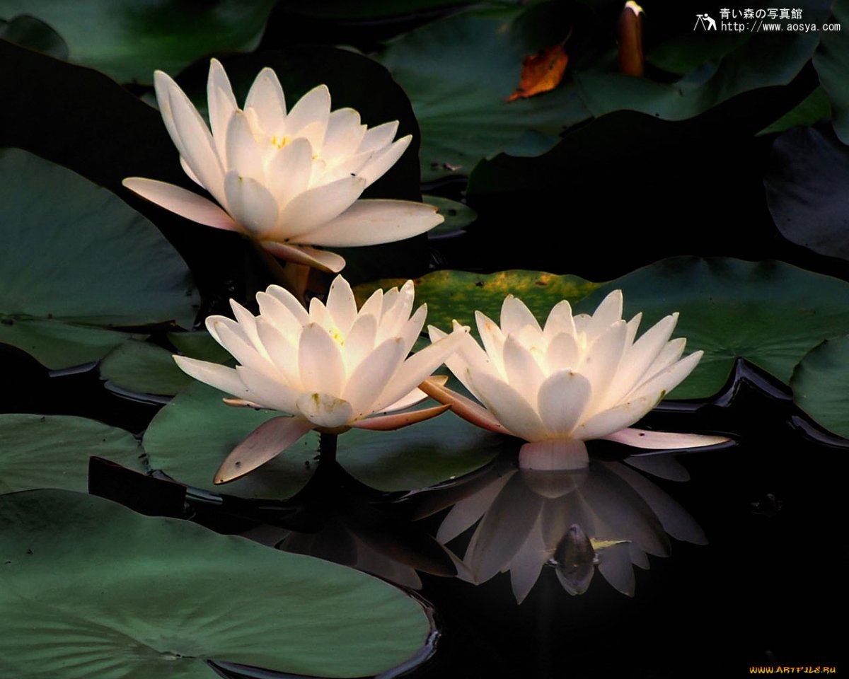 Коллекция Wild Lotus