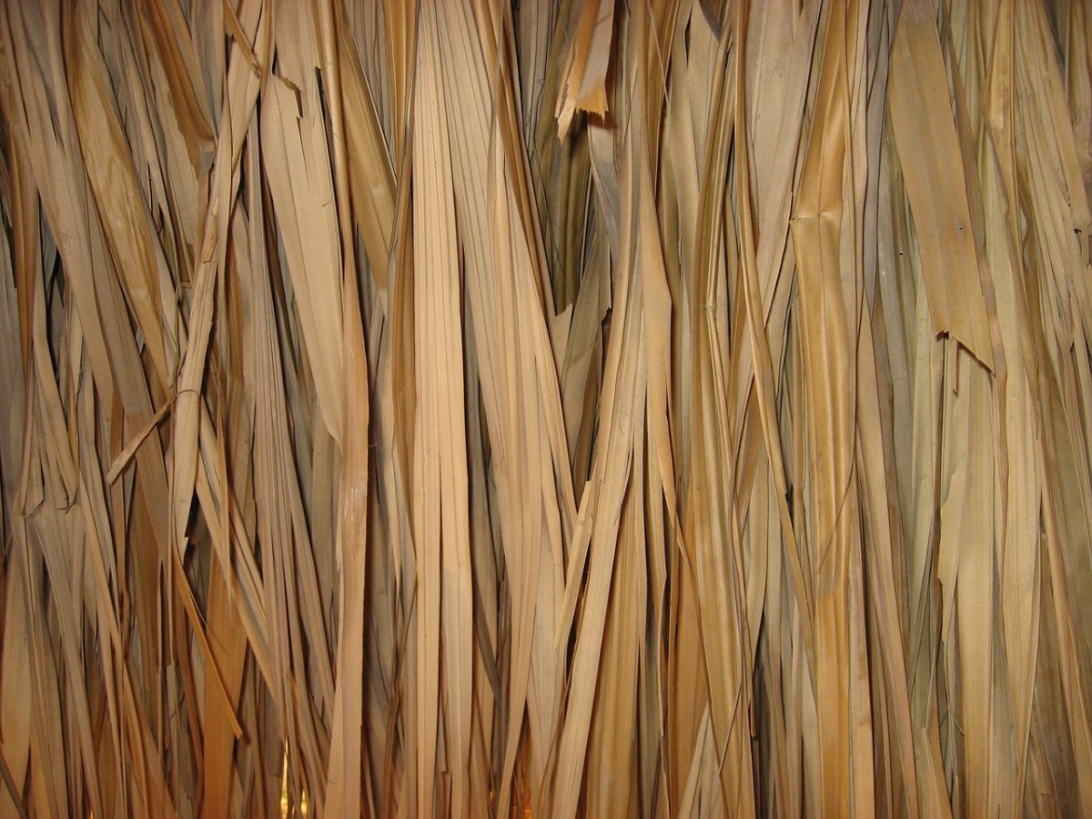 Тростник текстура