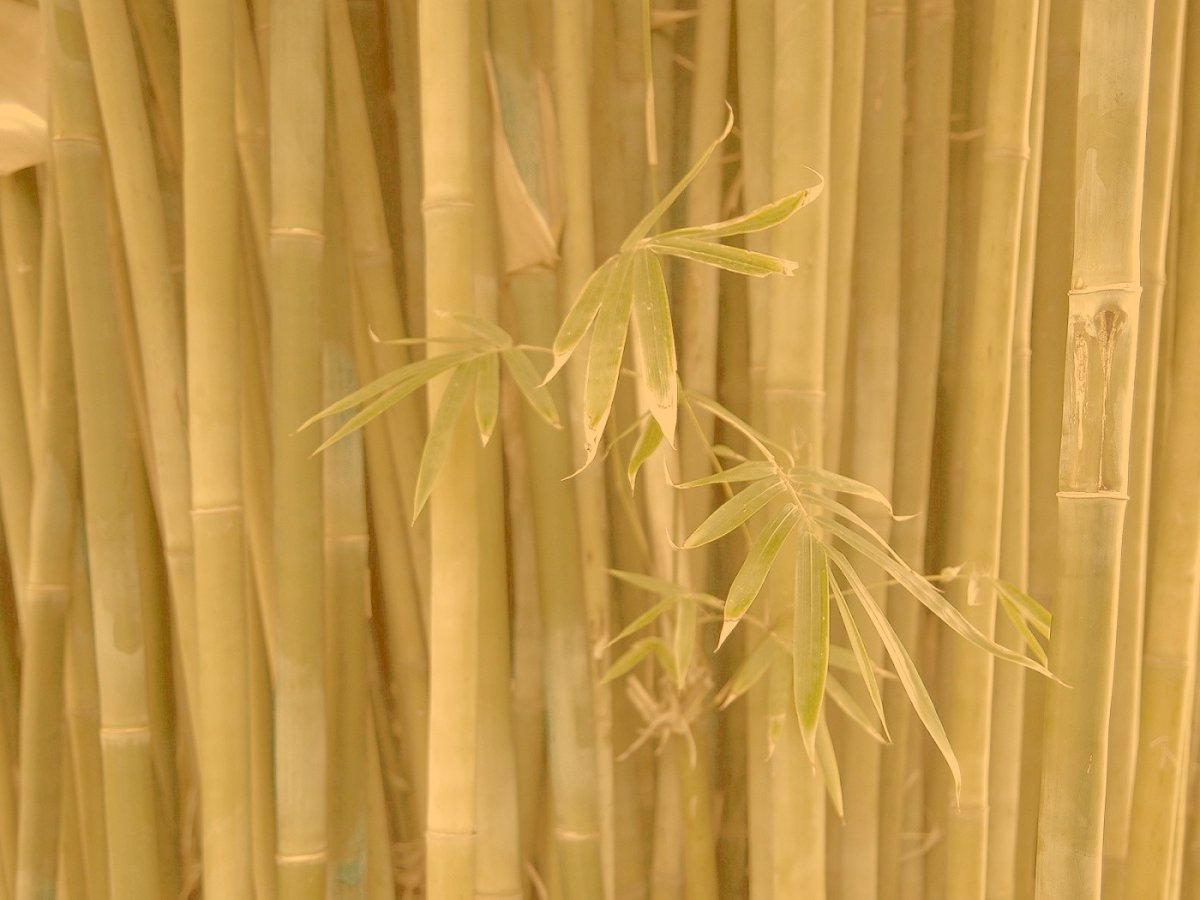 Бамбук полотно для стен