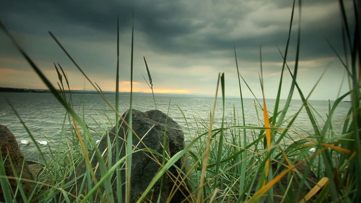 Камыш рогоз Осока