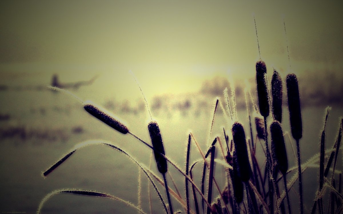 Озеро камыши на рабочий стол