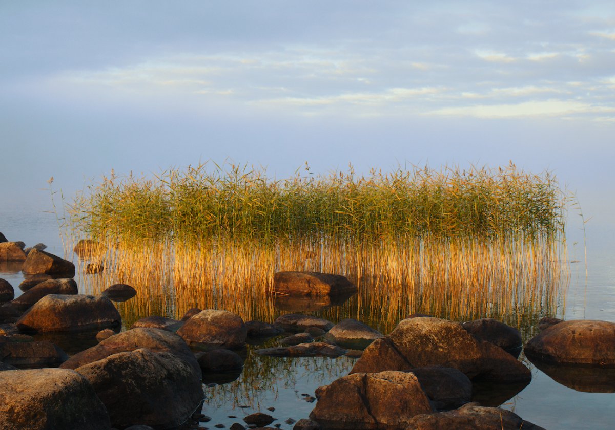 Камень на берегу озера камыши