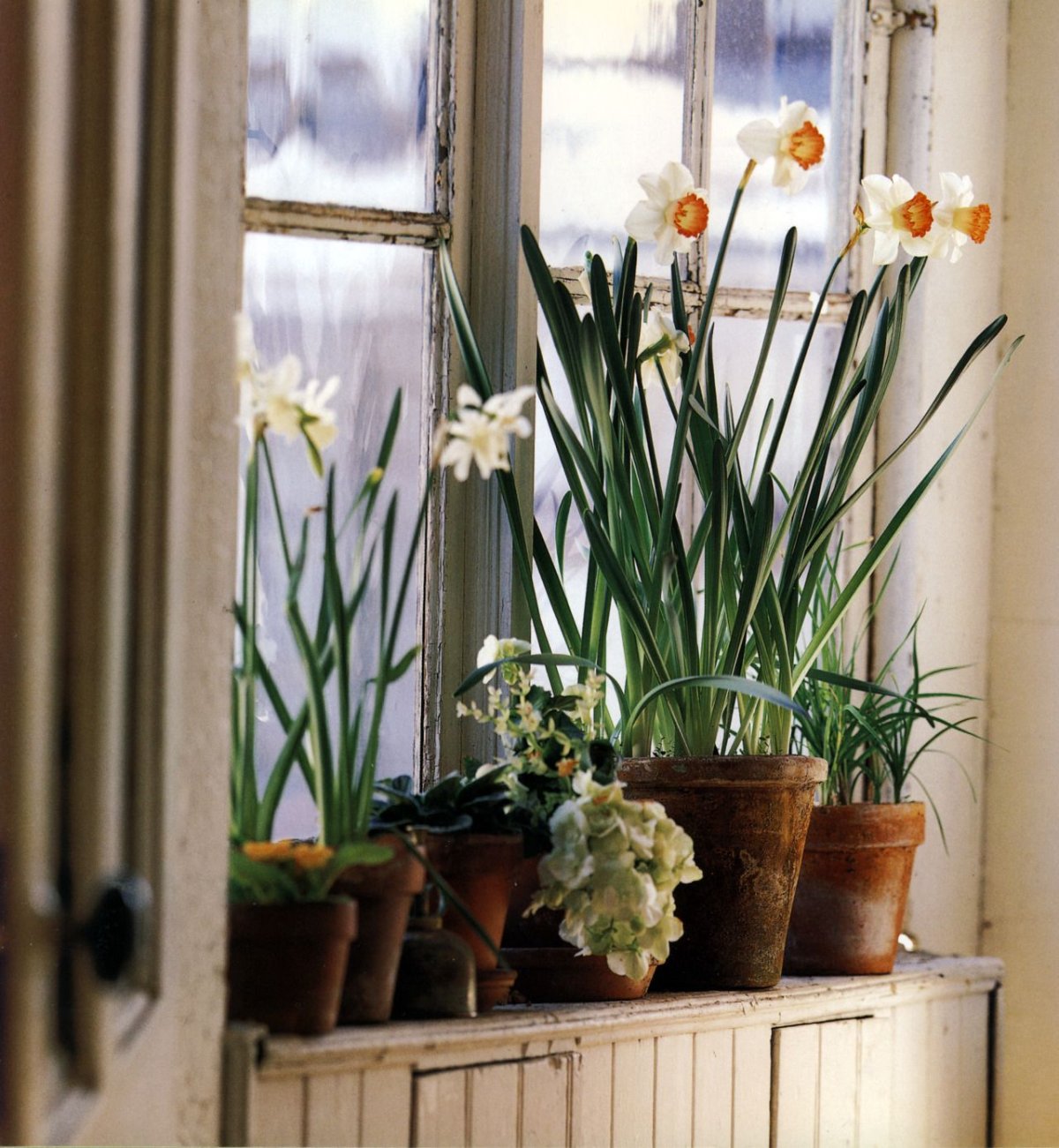 Подоконник с цветами