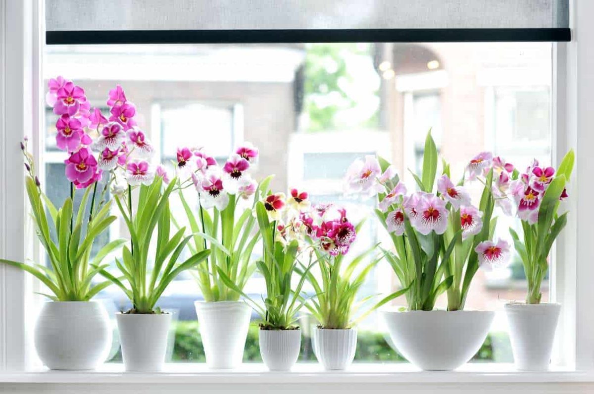 Цветы в горшках на подоконнике