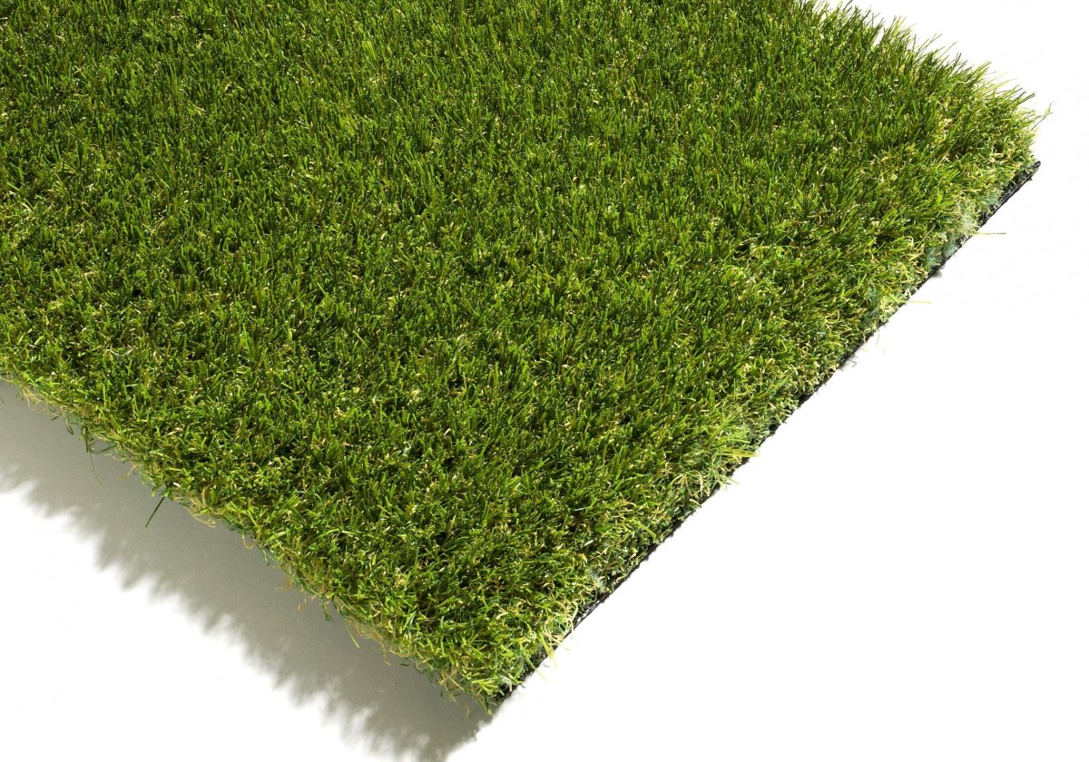 Газонная трава голландская