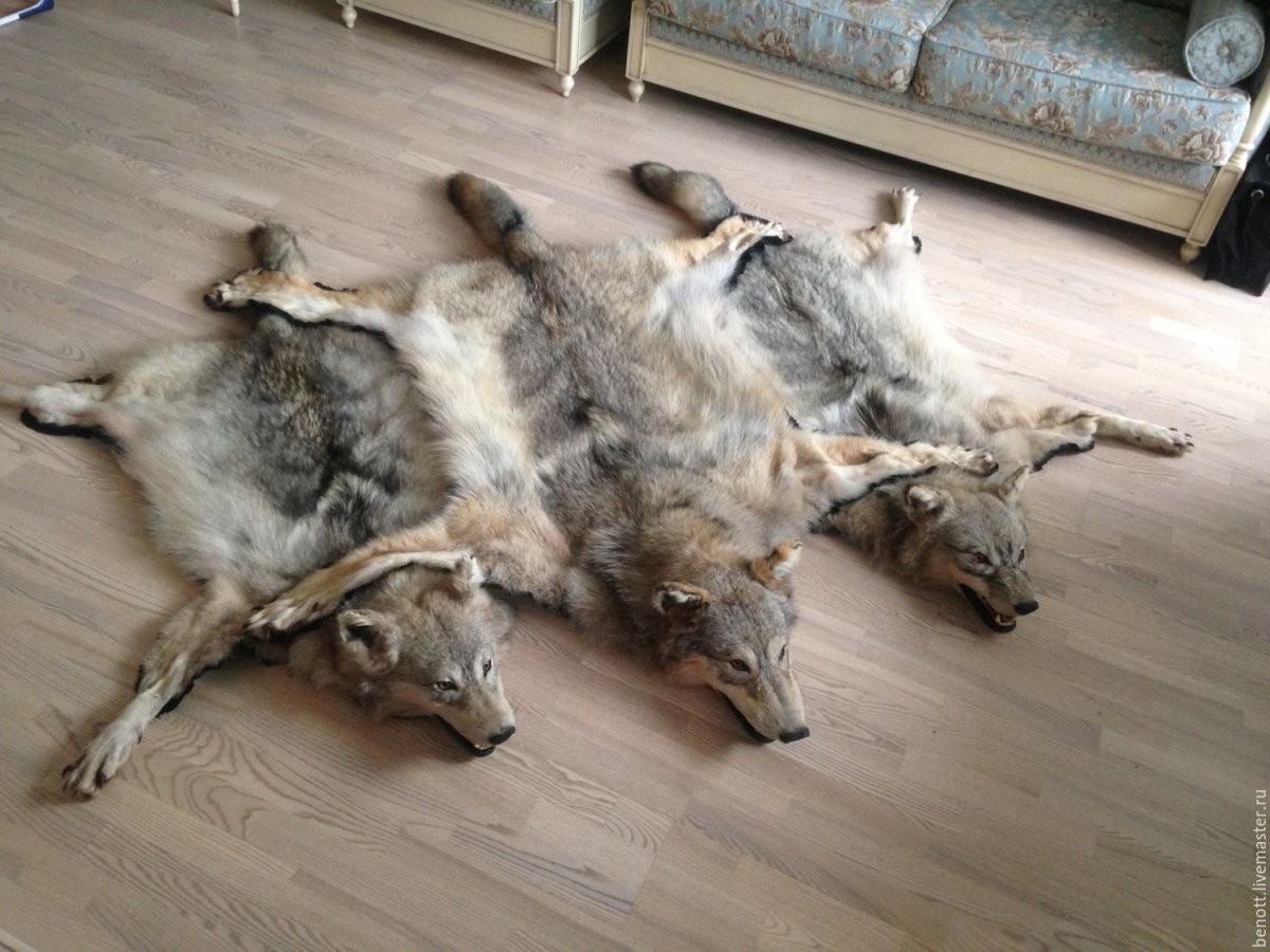 Шкура полярного волка купить в Москве