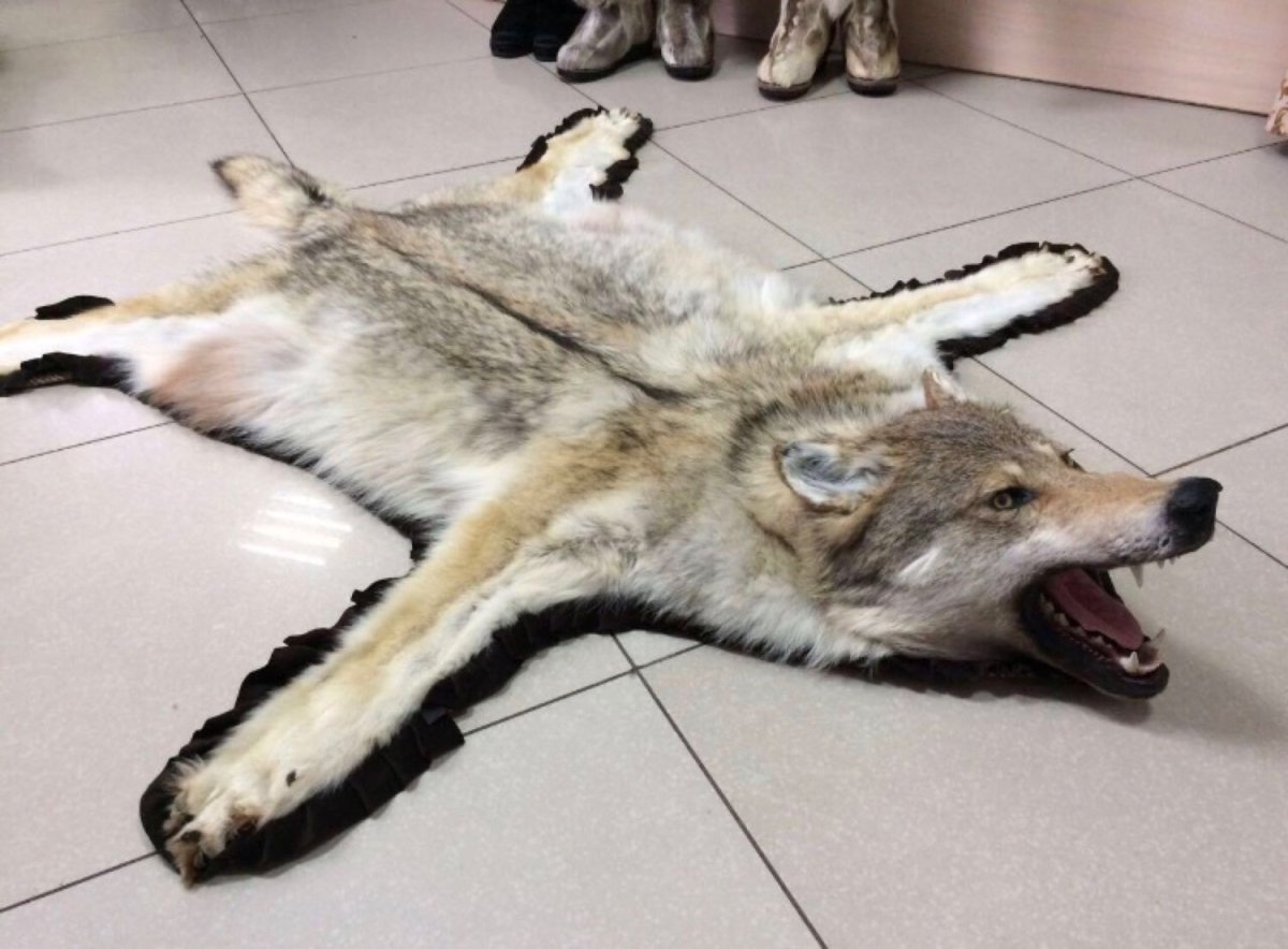 Шкура волка в деревянном доме