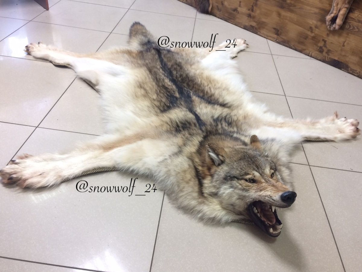 Плед из шкуры волка