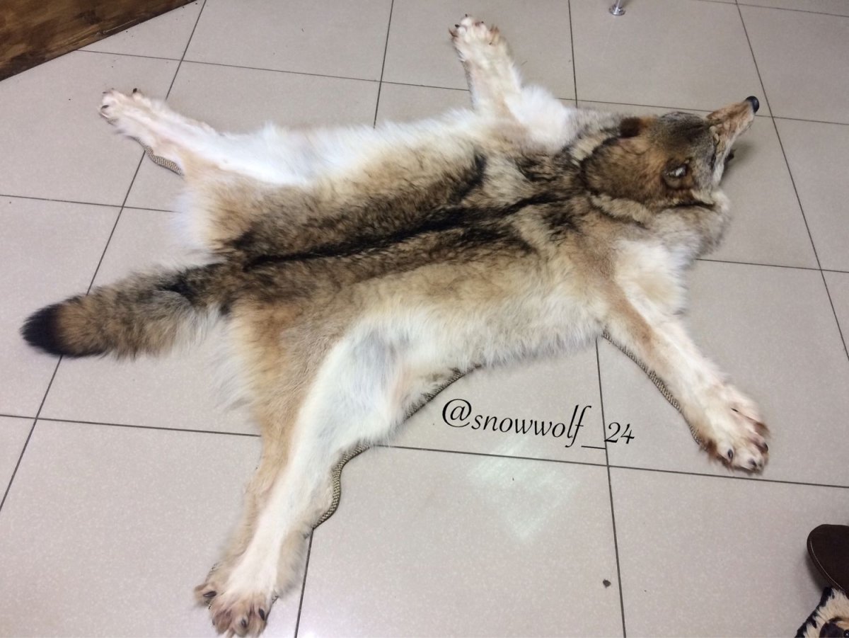 Ковер из шкуры волка