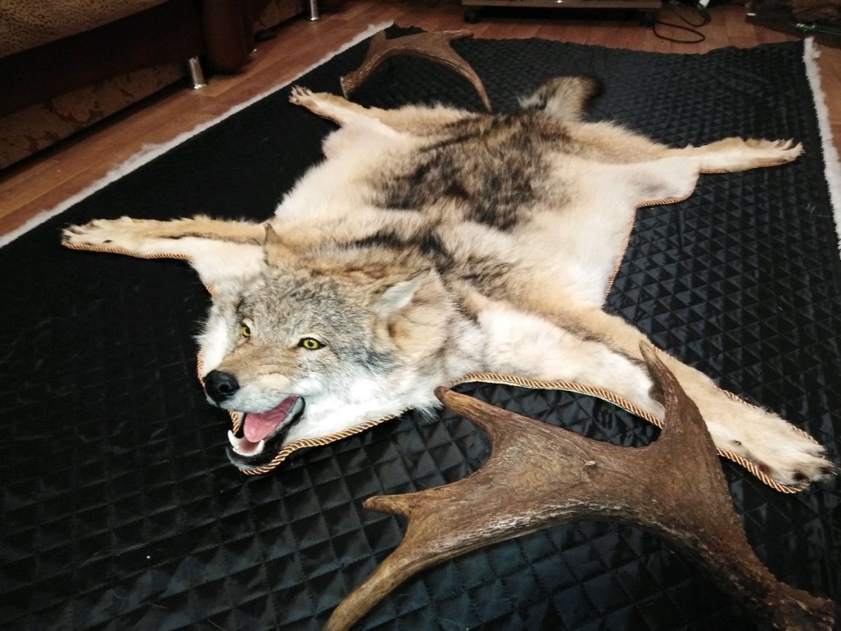 Ковер из шкуры волка