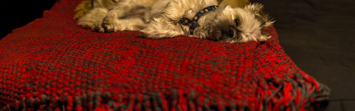 Собака в пледе