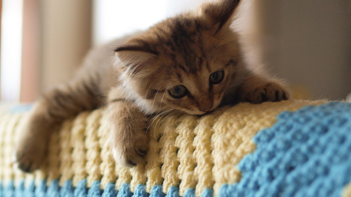 Милый котенок