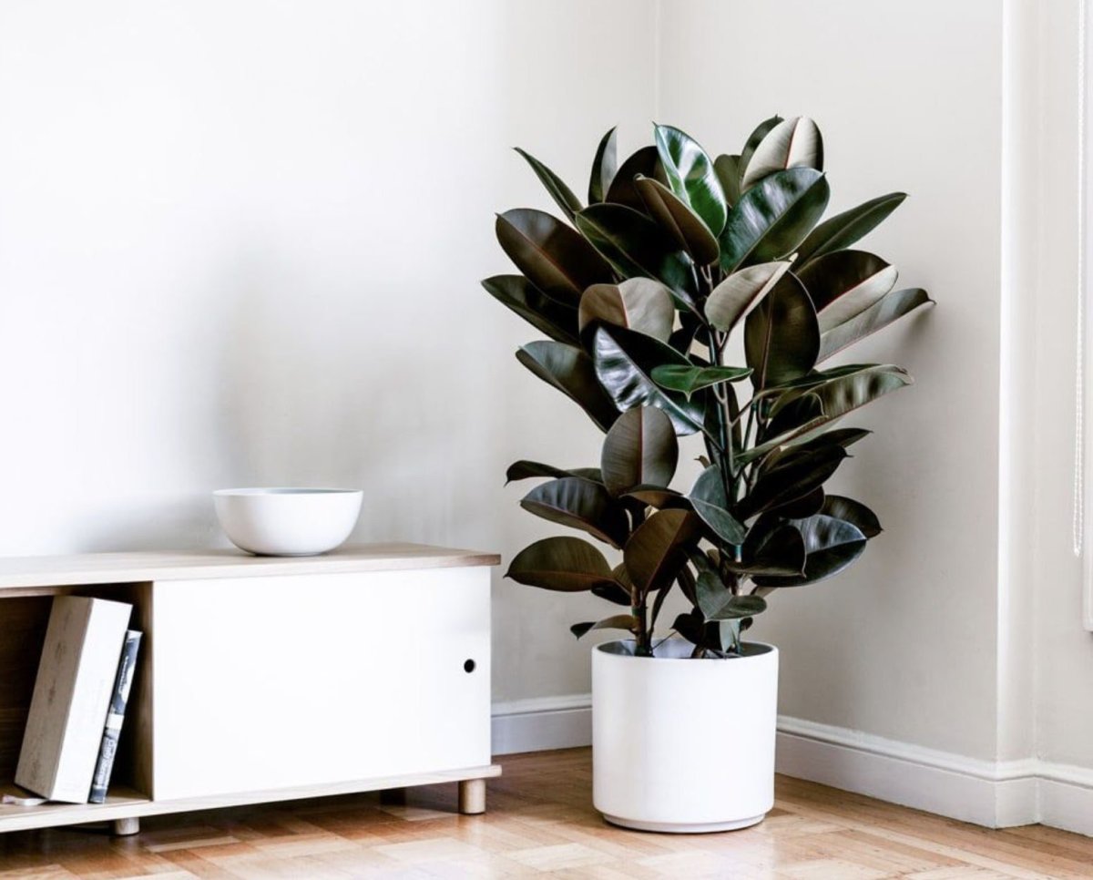 Fiddle Leaf Fig растение