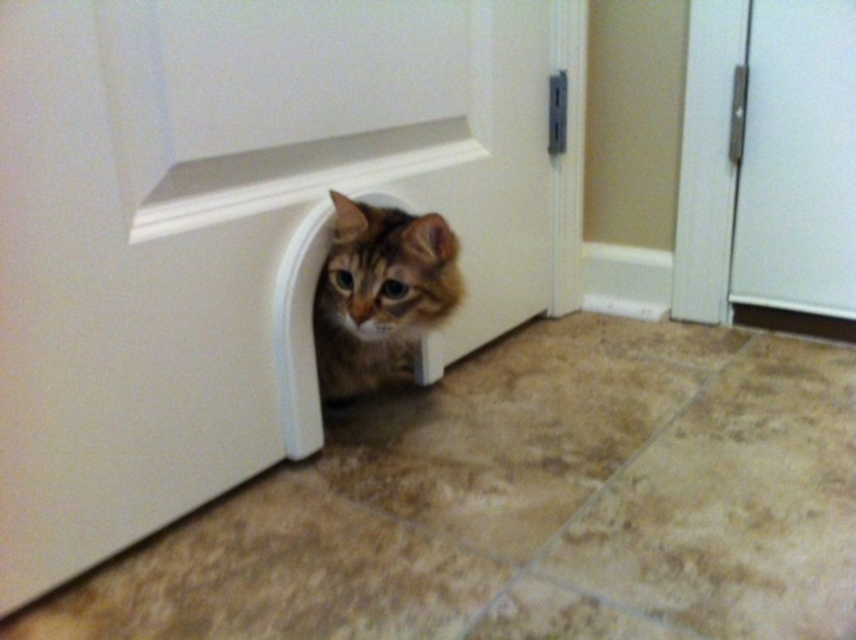 Дверь для кота межкомнатные