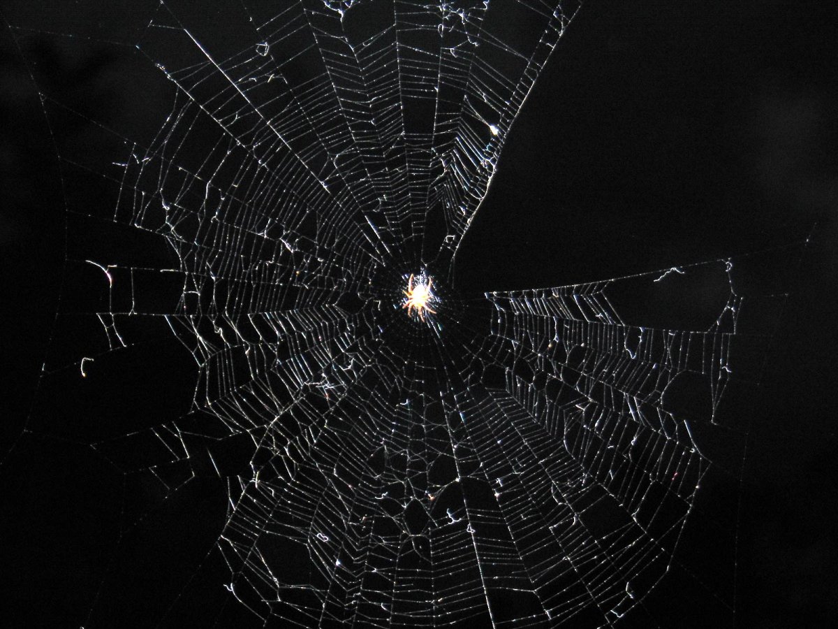 Космическая паутина