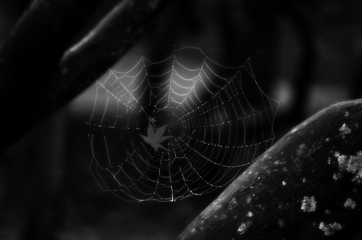 Паутина в темноте