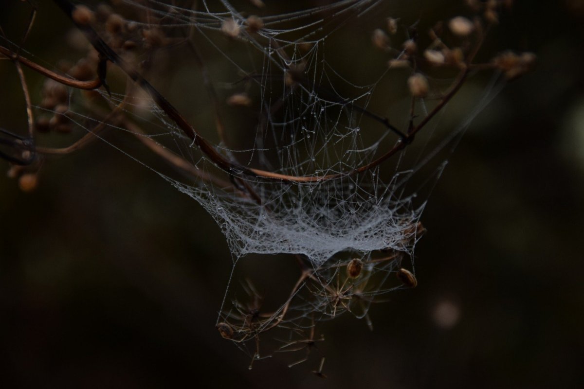 Красивая паутина