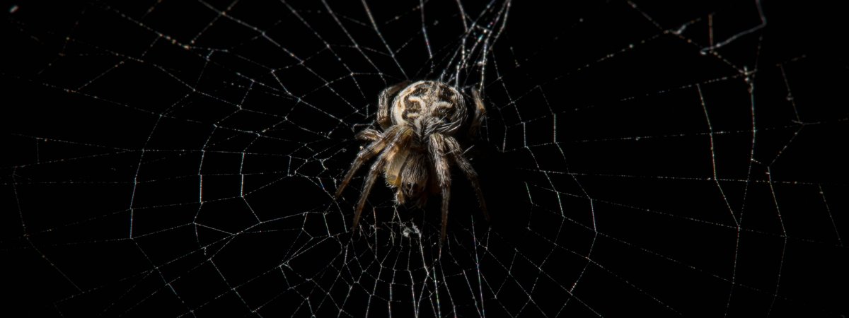 Паук Минимализм