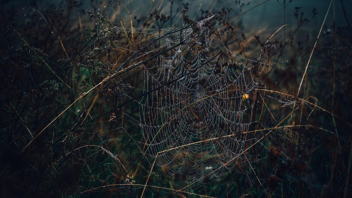 Паутина на рабочий стол