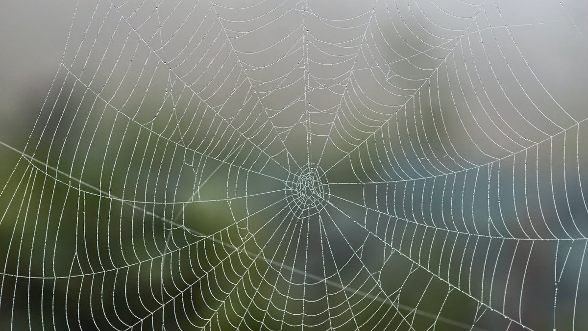 Паутина черная