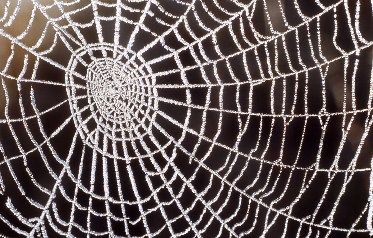 Паутина Эстетика