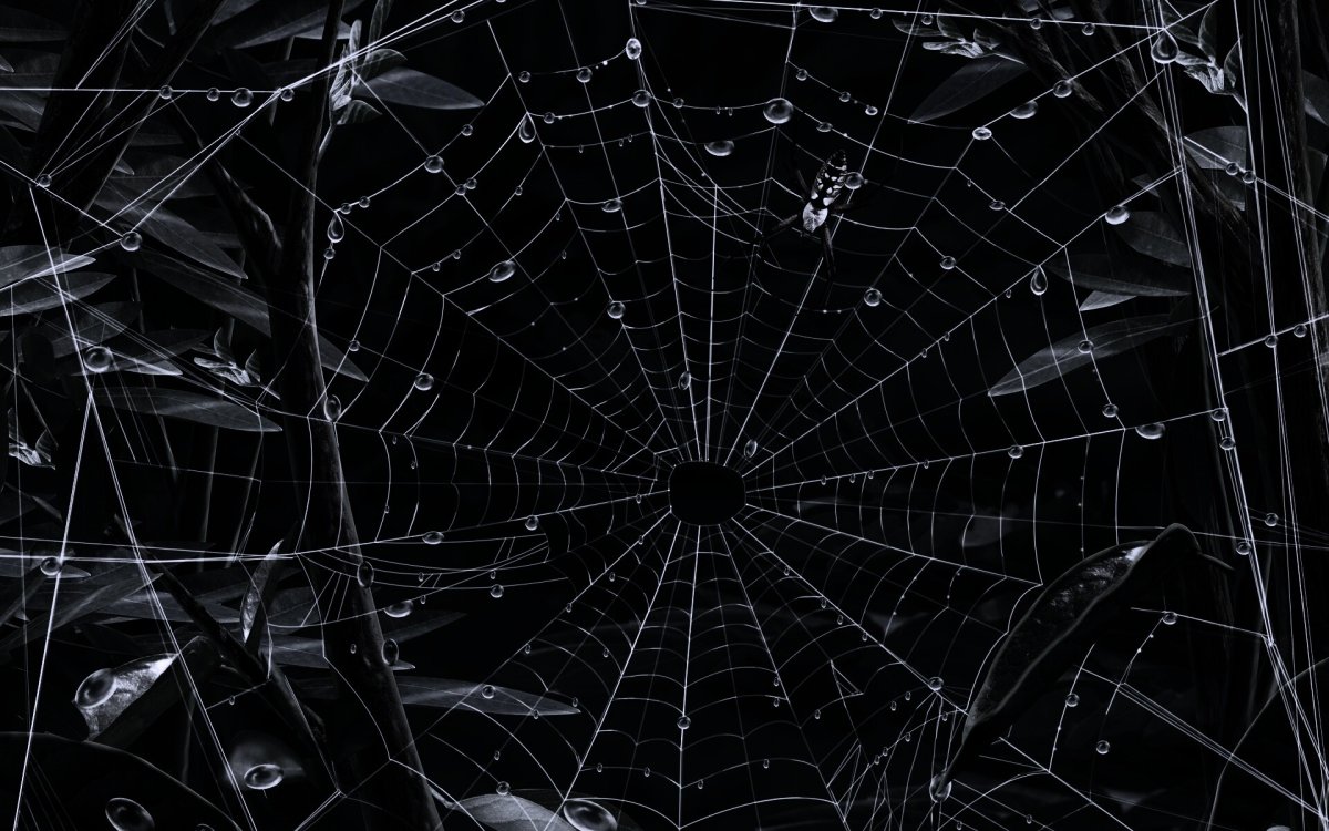Паук на черном фоне