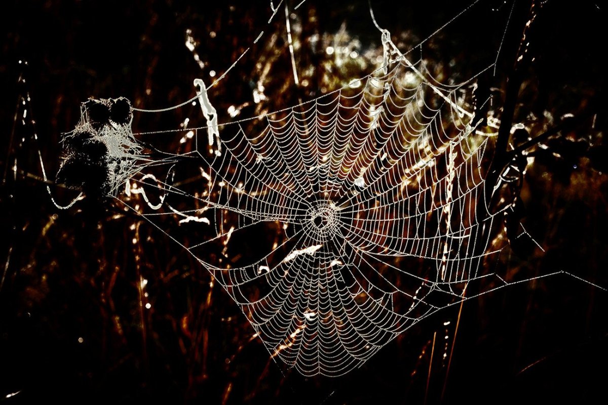 Паутина ночью