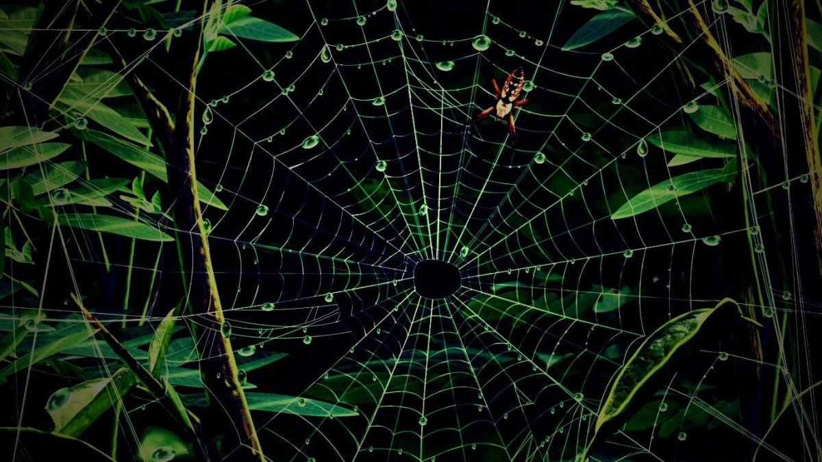 Паук на паутине