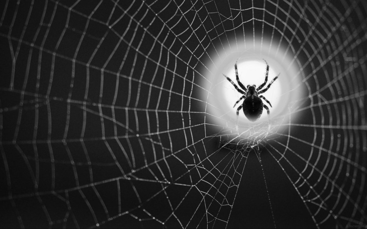 Паутина в темноте