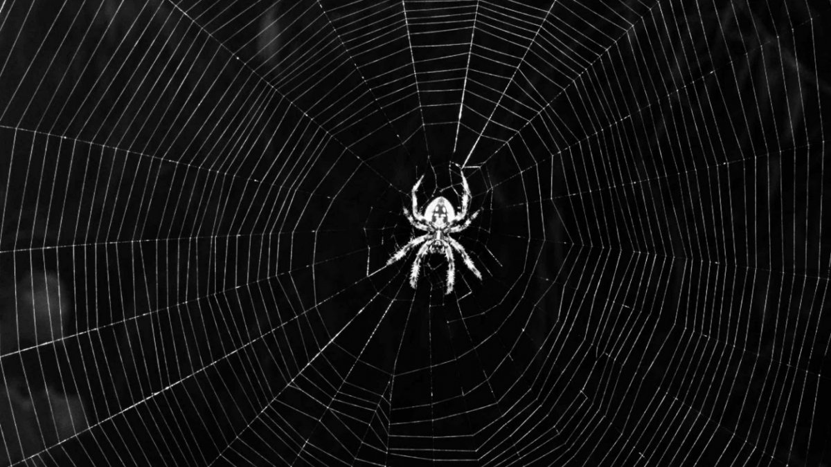 Паутина черная с пауками