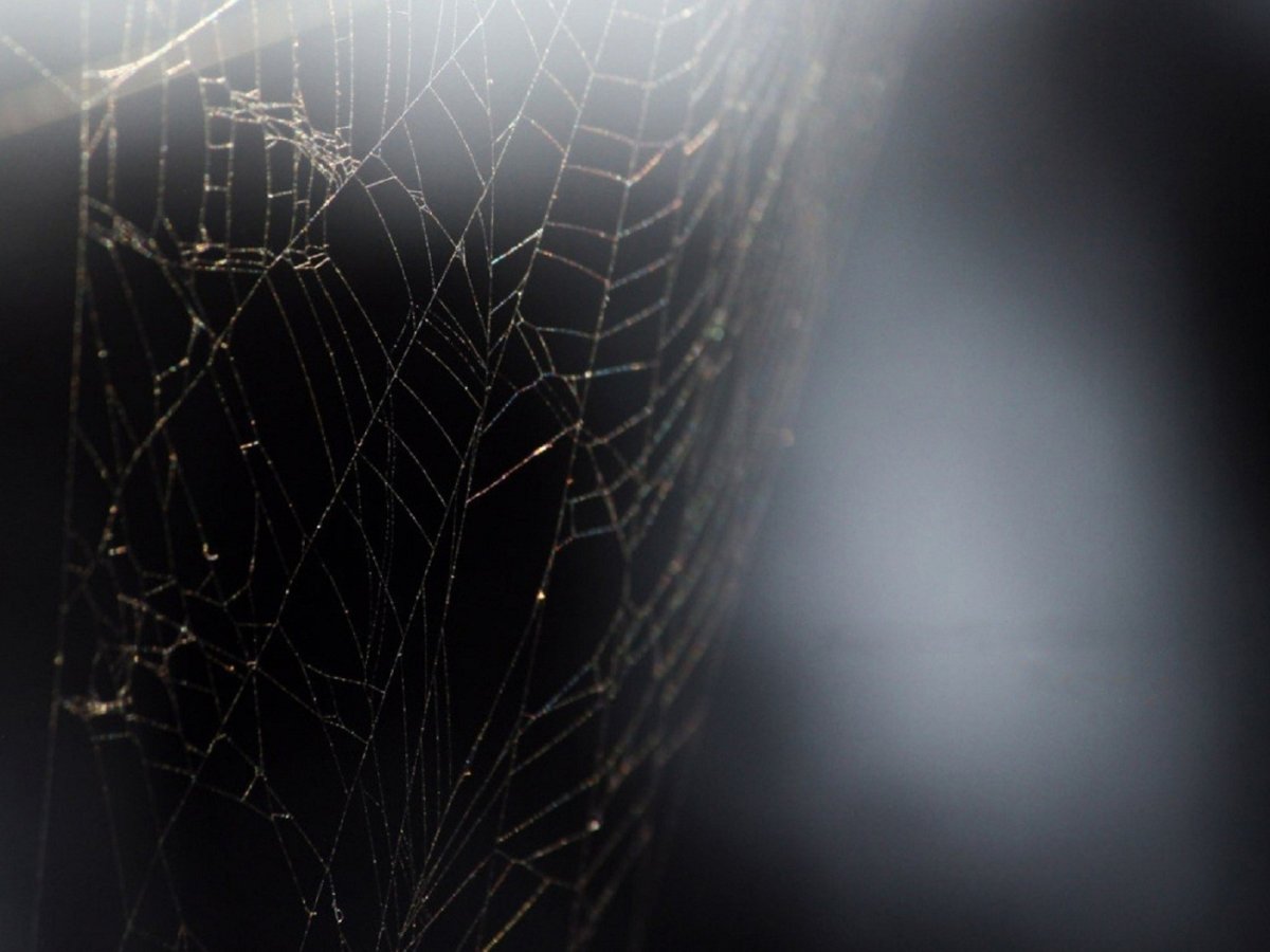 Паутина обои