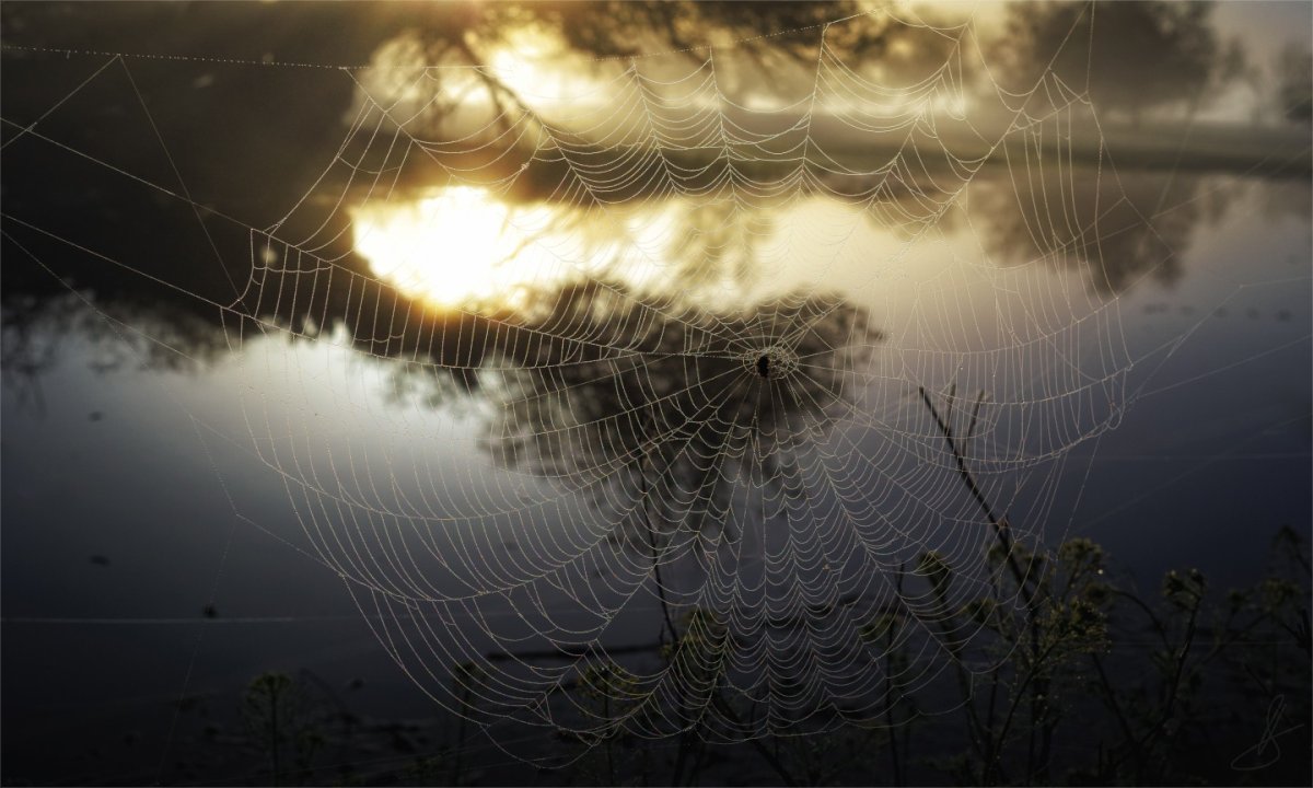 Цветная паутина