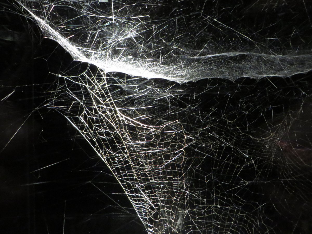 Паук спускается по паутине