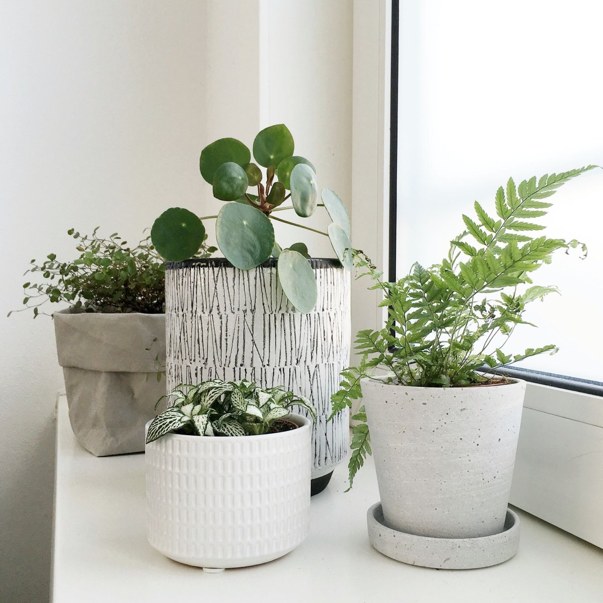 Цветы для сна в квартире