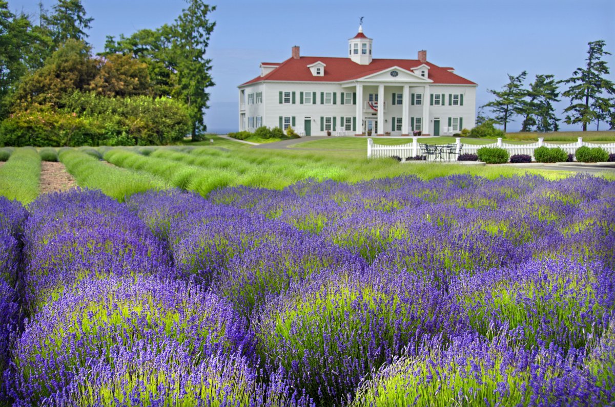 Бетта Лаванда (Lavender):