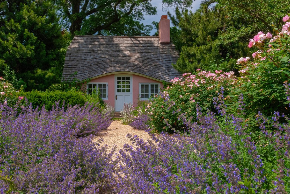 Поля лаванды